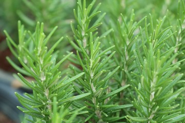 Rosemary plant in garden