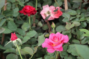 Beautiful roses in tropical