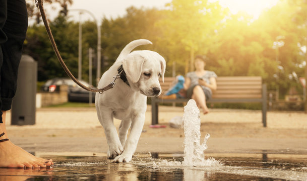 cute little young labrador retriever dog puppy looking curious at water fountain before playing