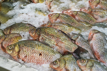 Fish carp lies on the ice.