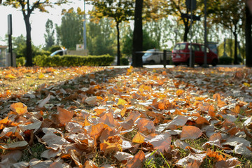 Naklejka premium Fallen leaves