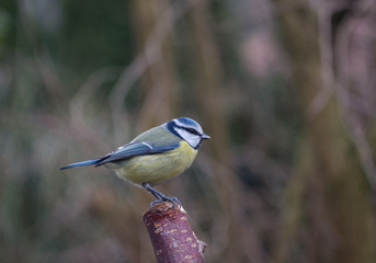 bird tit on branch