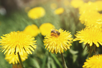 Yellow dandelion with wasp closeup. Flower background.