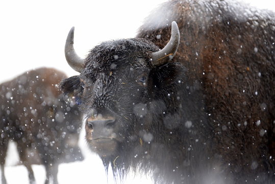snowy winter day, female bufallo in a snowstorm