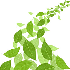 Green Leaves Background Card. Vector