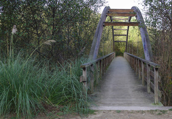 Wooden bridge in the morning