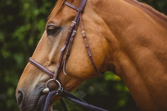 Close-up of thoroughbred horse