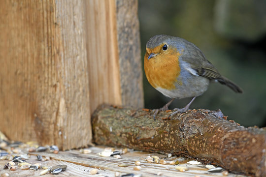 Rotkehlchen (Erithacus rubecula) - robin 