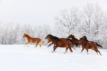 Fototapeta na wymiar Herd of horses in a deep winter