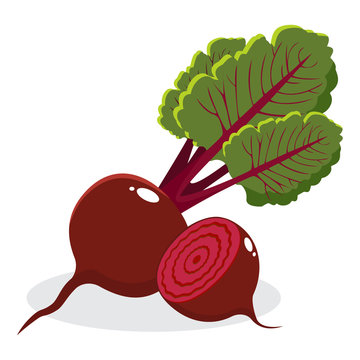 Red beetroot with leaves whole and cut isolated on white background. Hand drawn vector illustration