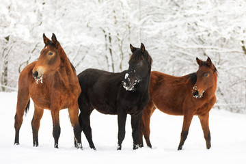Horses on the snowy meadow