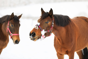 Curious horses on the snowy meadow