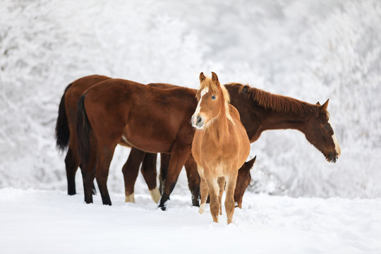 The red-haired foal on the meadow