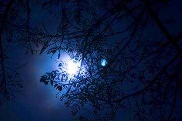 Full Moon Behind Tree Branches
