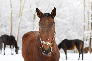 Obraz na płótnie Canvas The horse portrait at winter