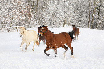Horses are galloping on snowy meadow