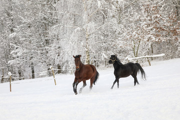 Horses are galloping on snowy meadow