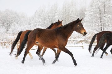 Horses are galloping on snowy meadow