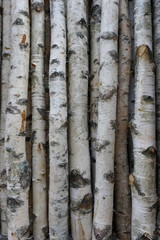 Naklejka premium Pnie brzozy do drewna opałowego, drewna lub dekoracji. Betula Papyrifera. Naturalne tło drewna