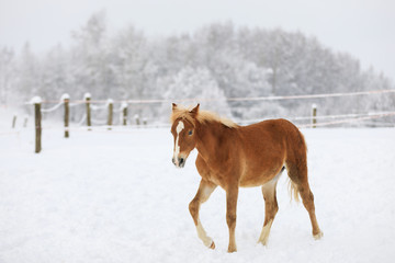 The red-haired foal on the meadow