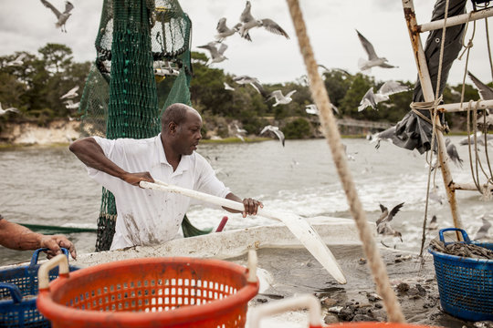 African American fisherman sorting catch on the deck of a fishing boat.