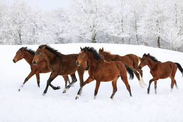 Herd of horses in a deep winter