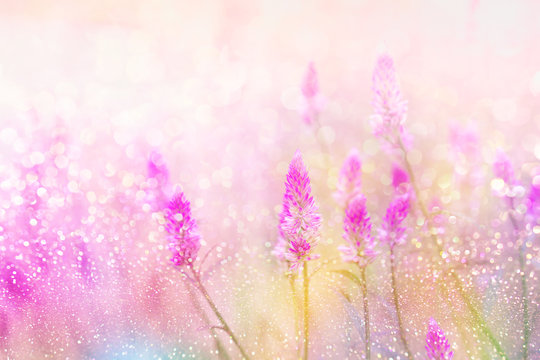 Fototapeta grass flower field in spring background with sunlight soft romance in colorful pastel tone 