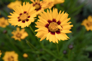 Common Madia, tarweed, close-up