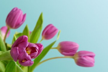 Violet tulips bouquet on blue background