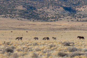 Herd of Wild Horses in the Utah Desert