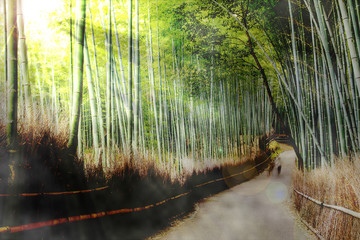 Beautiful of Bamboo Forest in Kyoto Japan.