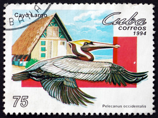 Postage stamp Cuba 1994 brown pelican, bird