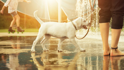 Going for a walk with a labrador retriever dog puppy in front of water fountain