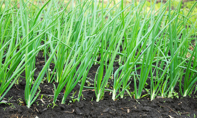Onions: Planting, Growing and Harvesting Onion Plants