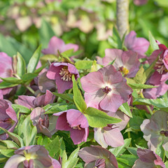 Fototapeta premium Lenzrose, Orientalische Nieswurz, Helleborus orientalis
