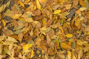 Dry fallen leaves covering the ground from above