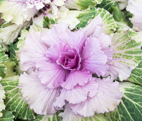 Purple cabbage for decorated.