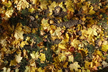 Grass covered with fallen maple leaves in shades of yellow from above