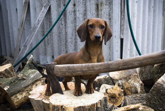 Dachshund dog in outdoor. Beautiful Dachshund sitting in a wooden bench. Standard smooth-haired dachshund in the nature.