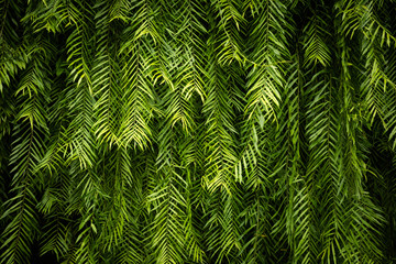 Green Leaf wall background and texture