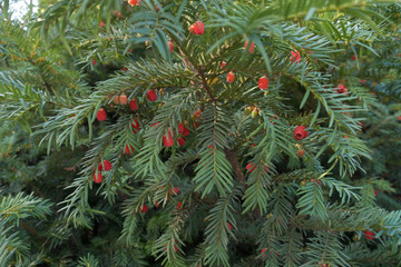 Lots of red berries on the branch of taxus baccata