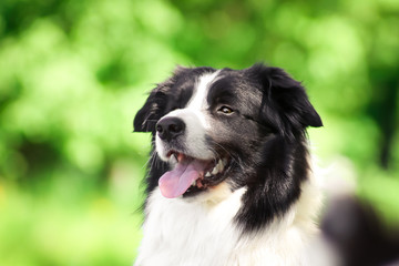 Portrait of border collie