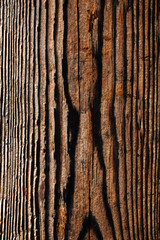 Fototapeta premium old wood background