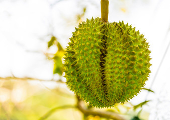 strongly smelling durian fruit large, spiked fruit Asian exotic dessert close-up
