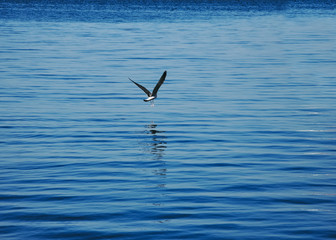 Seagull