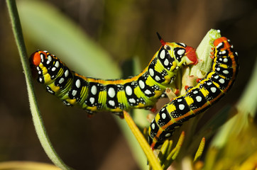 Spurge hawk-moth caterpillars lateral view - Hyles euphorbiae