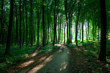 Obraz premium nature green wood sunlight backgrounds