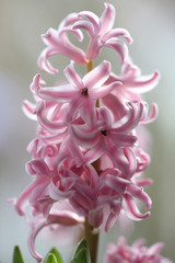 Rosa Hyazinthen Blüte (Hyacinthus)
