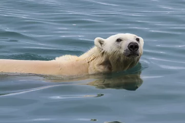 Crédence de cuisine en verre imprimé Ours polaire Polar bear swimming in the waters of Svalbard, arctic Norway