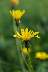 Spotted Hawkweed close-up, yellow flower